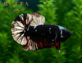 LIVE MALE BETTA / BLACK COPPER HMPK #ML0853