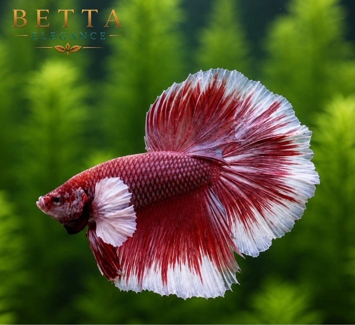 LIVE MALE BETTA / RED DUMBO HALFMOON #ML1006