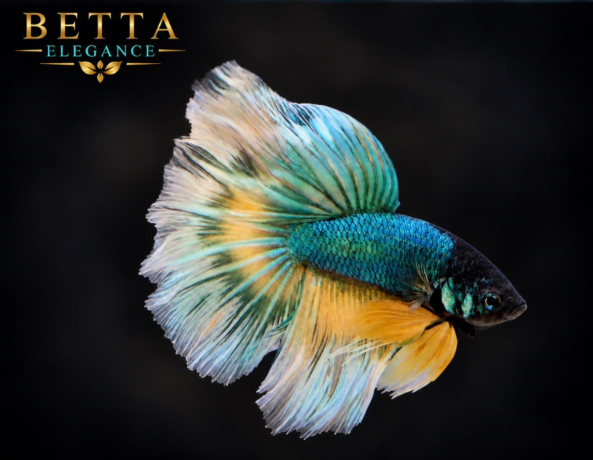 LIVE MALE BETTA / MUSTARD GAS BUTTERFLY HALFMOON #ML1222