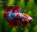 LIVE MALE BETTA / RED GALAXY HMPK #ML0996
