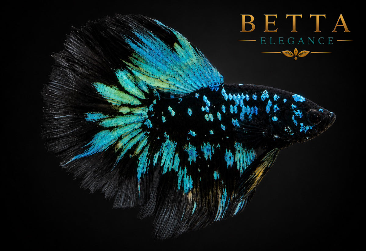 LIVE MALE BETTA / BLACK BLUE GALAXY HALFMOON #ML1208