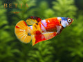 LIVE FEMALE BETTA / NEMO GALAXY HMPK #FM969