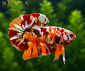 LIVE MALE BETTA / NEMO GALAXY HMPK #ML0988
