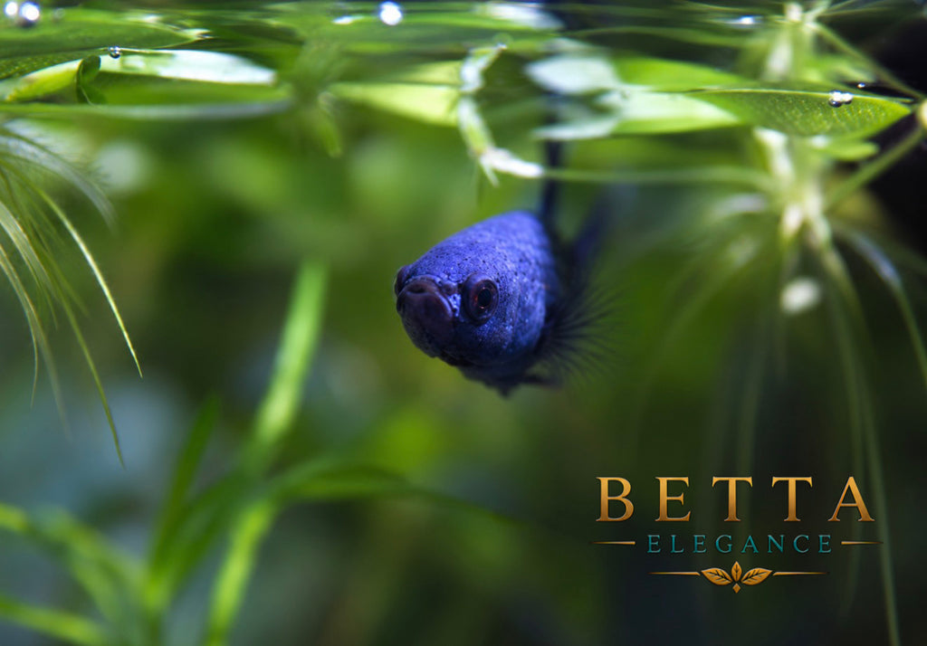 LIVE FEMALE BETTA / BLUE ALIEN WILD #FM1115