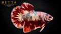 LIVE MALE BETTA / NEMO COPPER HMPK #ML1223