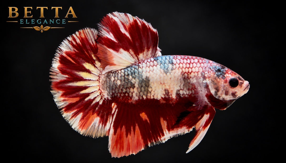 LIVE MALE BETTA / NEMO COPPER HMPK #ML1223