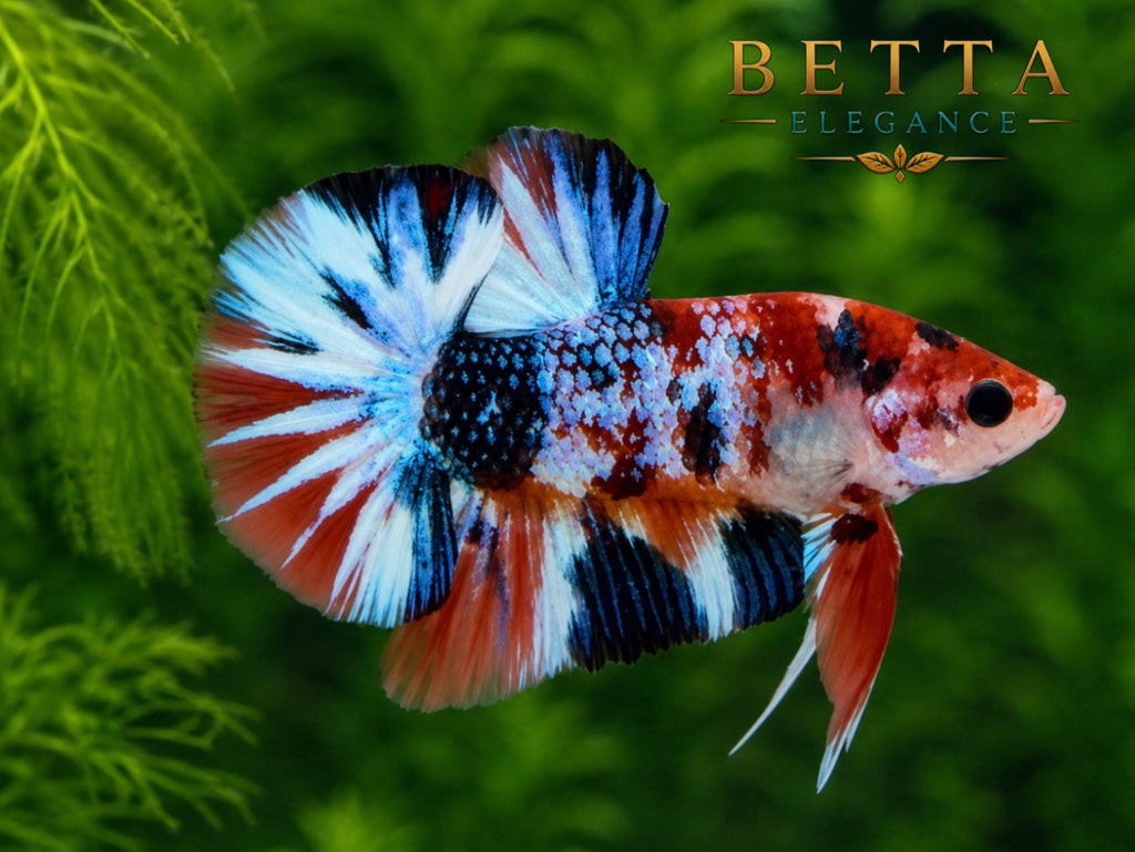 LIVE MALE BETTA / NEMO GALAXY METALLIC HMPK #ML1205