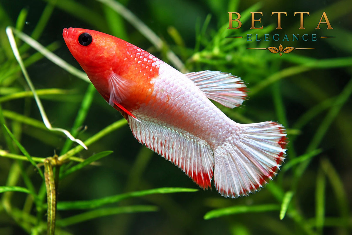 LIVE FEMALE BETTA / ORANGE FANCY COPPER STAR TAIL HMPK #FM1121