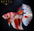LIVE MALE BETTA / NEMO GALAXY HALFMOON #ML1228