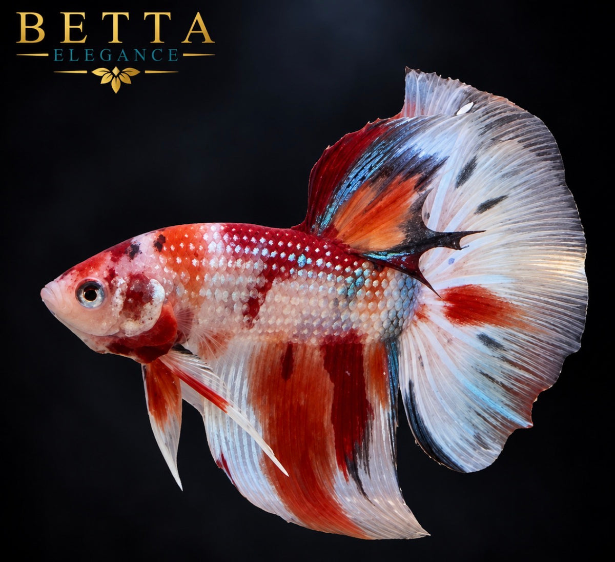 LIVE MALE BETTA / NEMO GALAXY HALFMOON #ML1228
