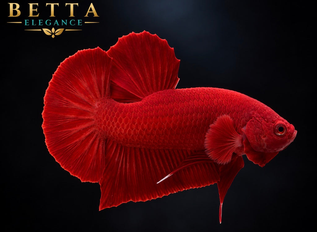 LIVE MALE BETTA / SUPER RED HMPK #ML1226