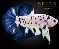 LIVE MALE BETTA / BLUE RIM MILK COW HMPK #ML1214