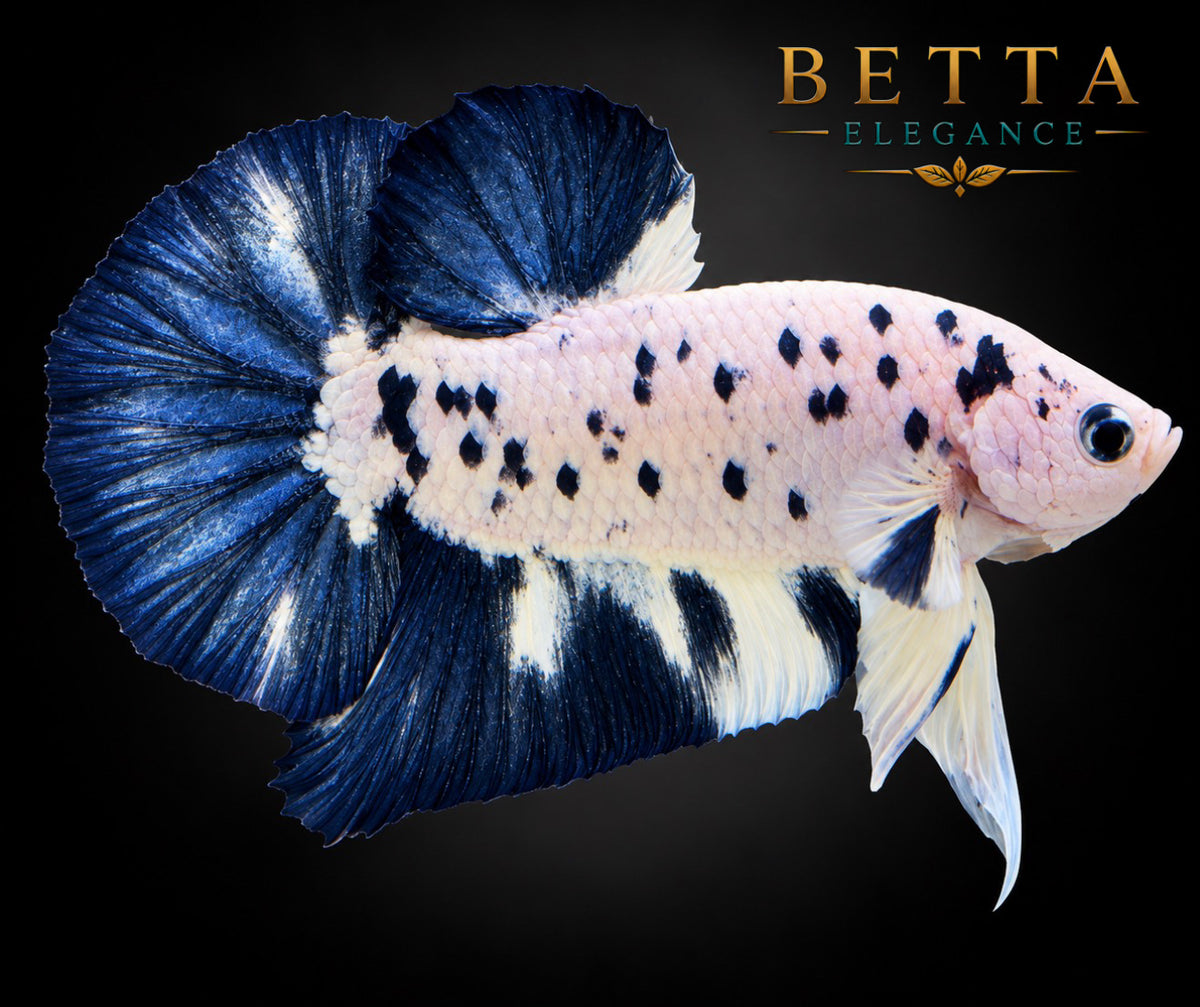 LIVE MALE BETTA / BLUE RIM MILK COW HMPK #ML1214