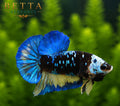 LIVE MALE BETTA / BLACK BLUE AVATAR GALAXY HMPK #ML1011