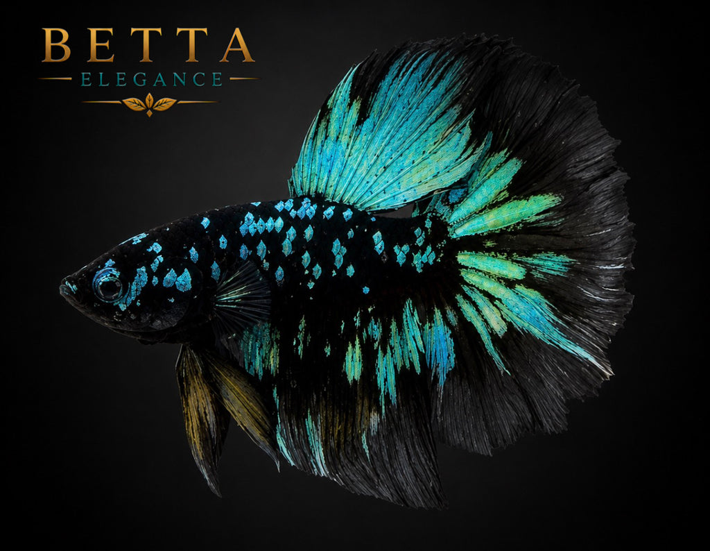 LIVE MALE BETTA / BLACK BLUE GALAXY HALFMOON #ML1208