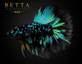 LIVE MALE BETTA / BLACK BLUE GALAXY HALFMOON #ML1208