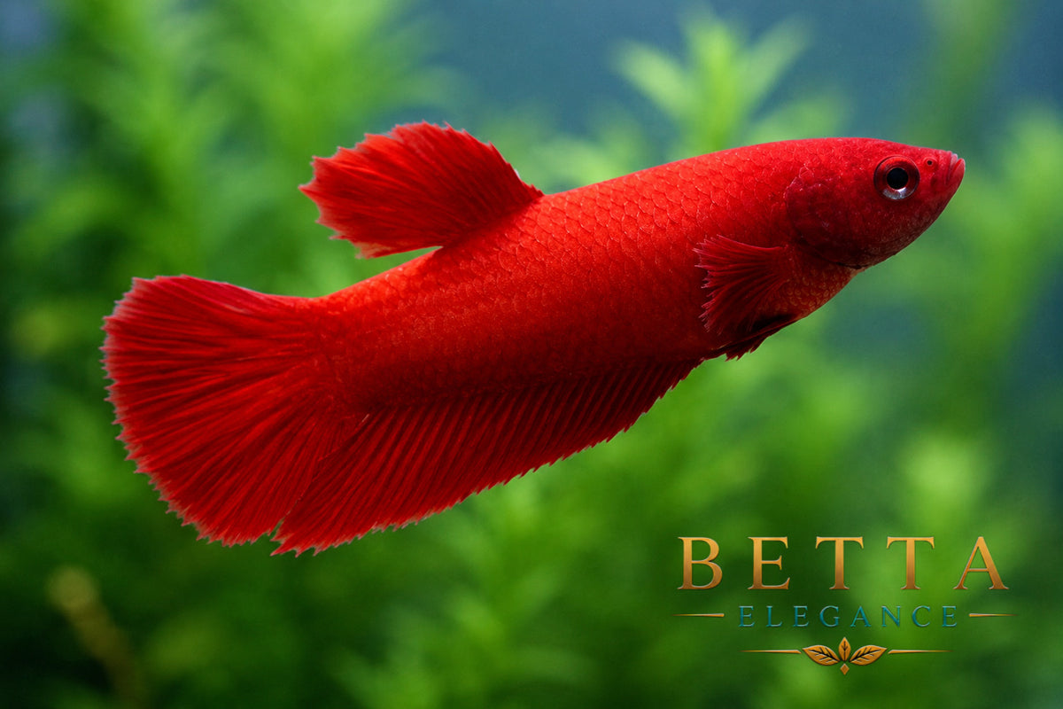 LIVE FEMALE BETTA / SUPER RED HMPK #FM1112