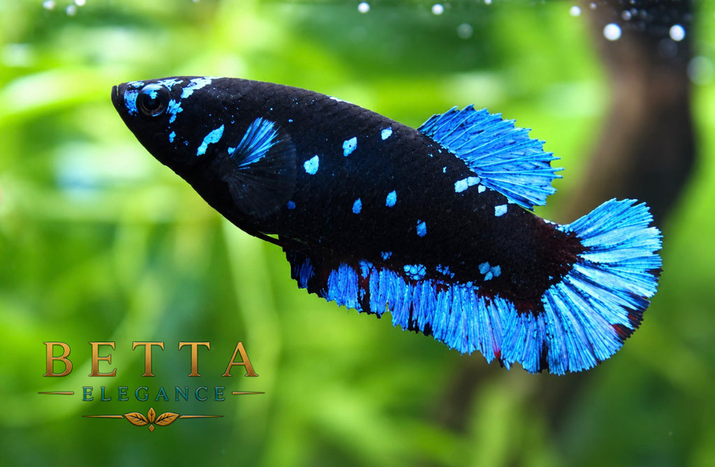 LIVE FEMALE BETTA / BLACK BLUE GALAXY HMPK #FM1120