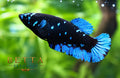 LIVE FEMALE BETTA / BLACK BLUE GALAXY HMPK #FM1120
