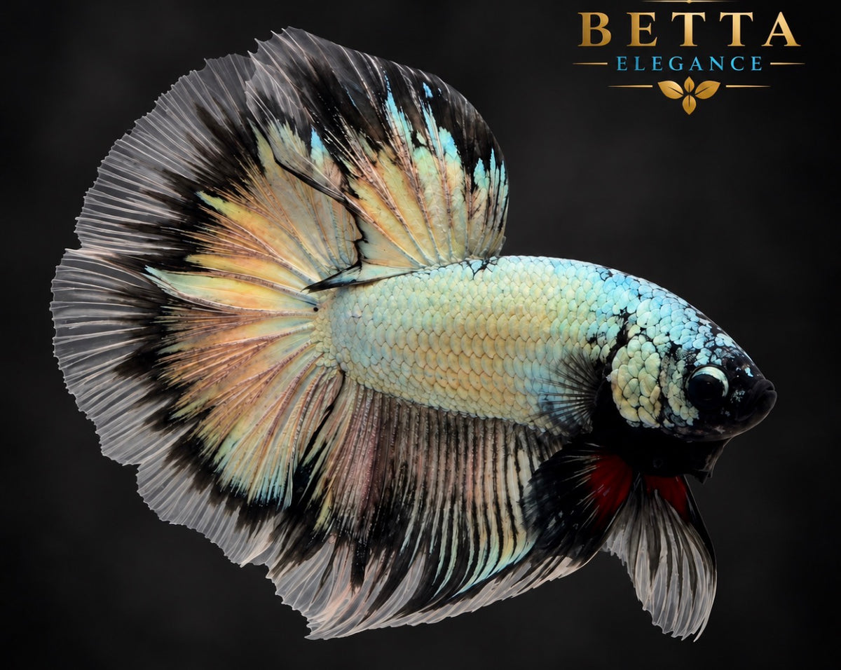 LIVE MALE BETTA / BLACK COPPER HALFMOON #ML1231