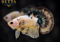 LIVE MALE BETTA / FANCY YELLOW HMPK #ML1246