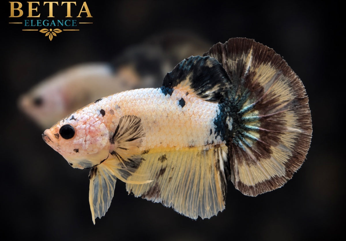 LIVE MALE BETTA / FANCY YELLOW HMPK #ML1246