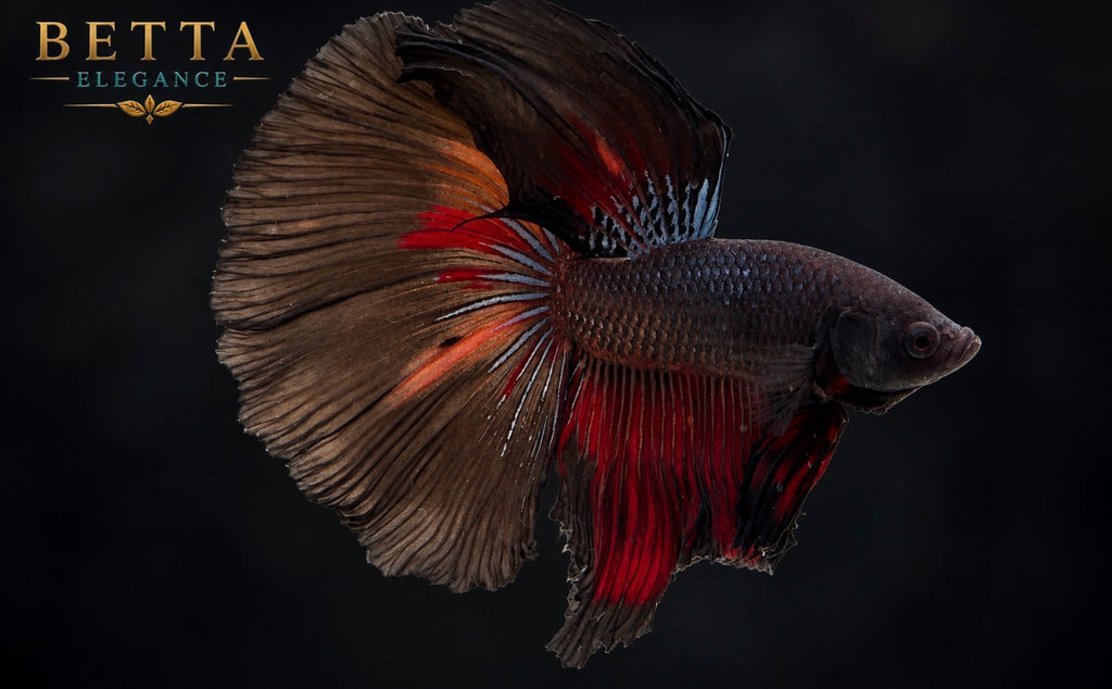 LIVE MALE BETTA / BLACK AVATAR HALFMOON #ML1229