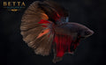 LIVE MALE BETTA / BLACK AVATAR HALFMOON #ML1229