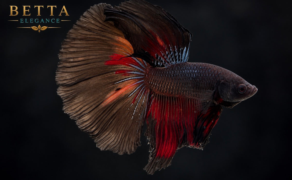 LIVE MALE BETTA / BLACK AVATAR HALFMOON #ML1229