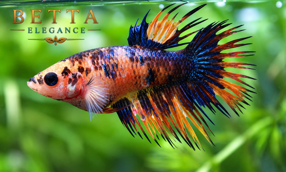 LIVE FEMALE BETTA / NEMO GALAXY CROWNTAIL #FM1117