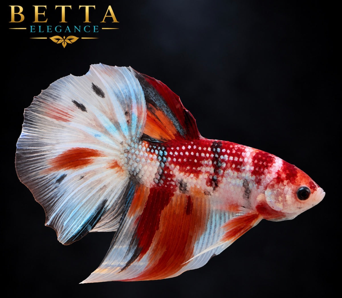 LIVE MALE BETTA / NEMO GALAXY HALFMOON #ML1228