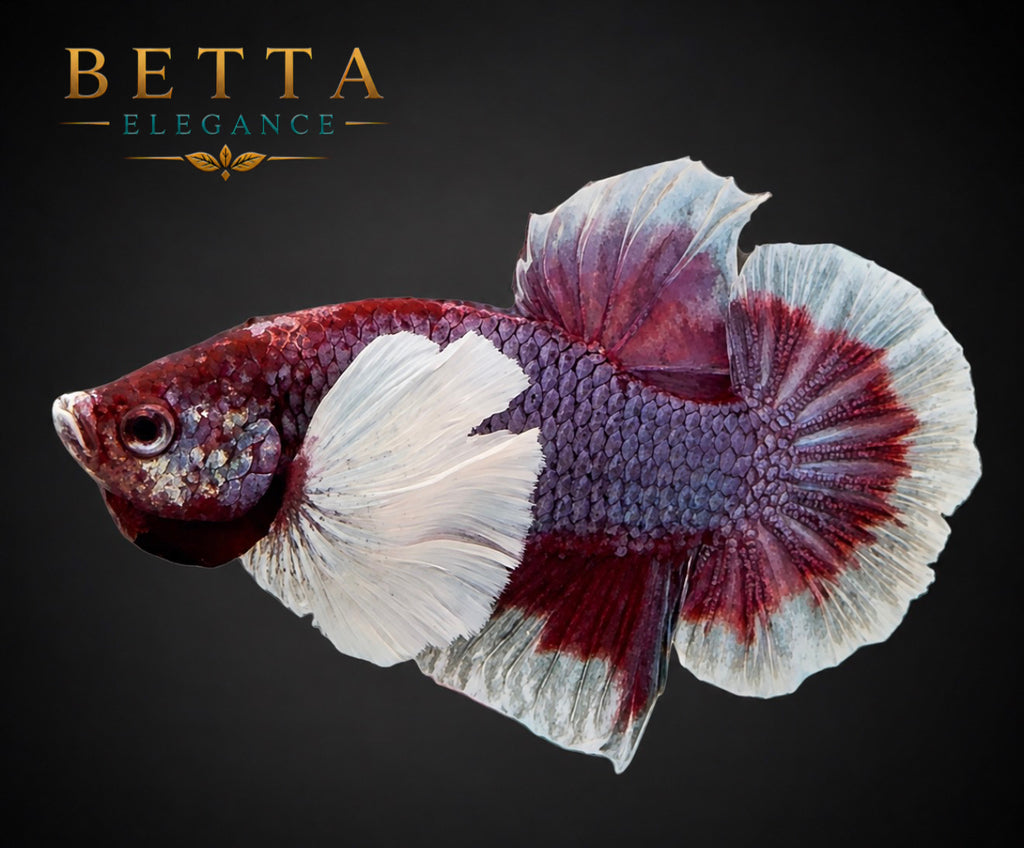 LIVE MALE BETTA / LAVENDER DUMBO HMPK #ML1206