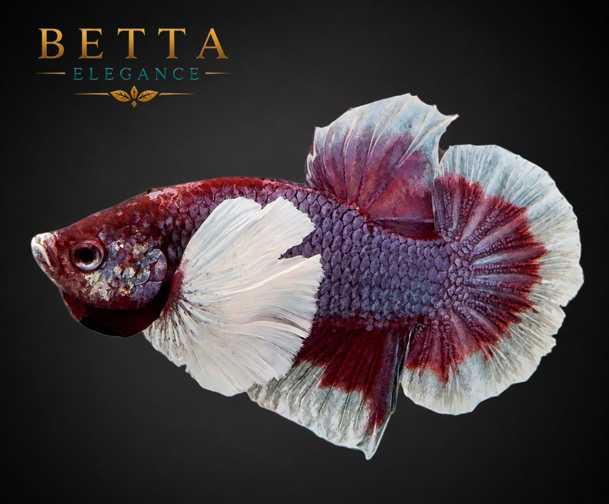 LIVE MALE BETTA / LAVENDER DUMBO HMPK #ML1206