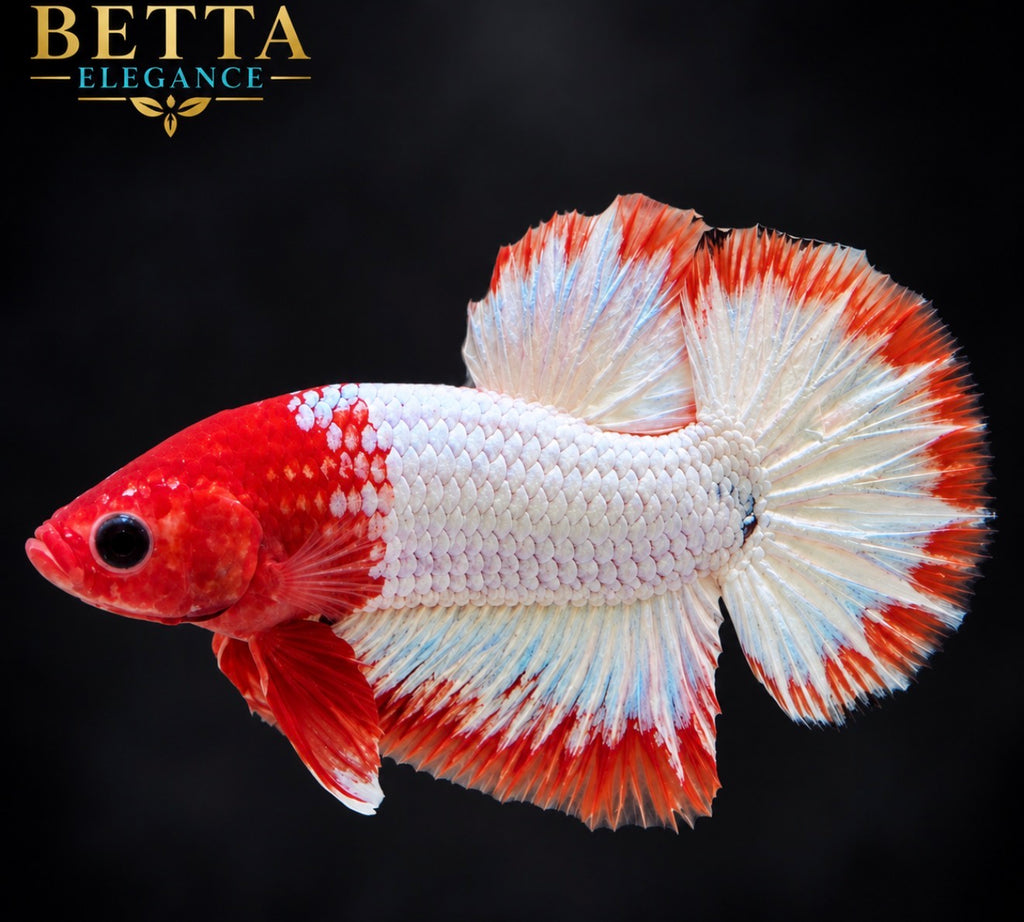 LIVE MALE BETTA / FANCY COPPER HMPK #ML1244