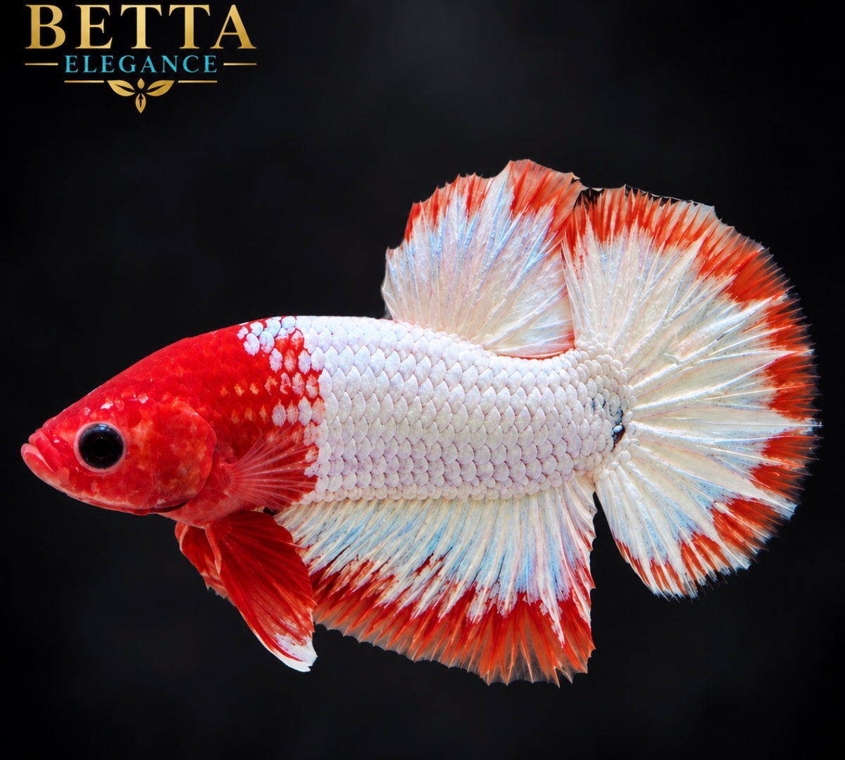 LIVE MALE BETTA / FANCY COPPER HMPK #ML1244