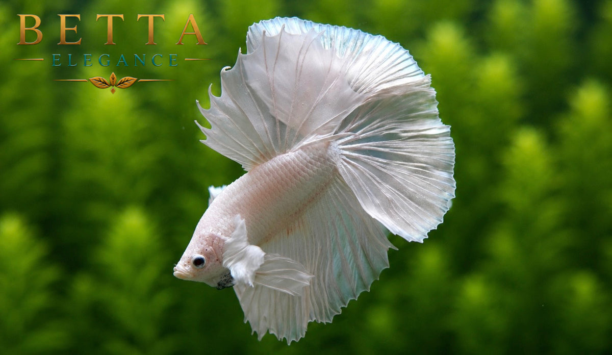 LIVE MALE BETTA / PLATINUM HALFMOON #ML1010