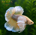 LIVE MALE BETTA / PINEAPPLE DUMBO HMPK #ML0855