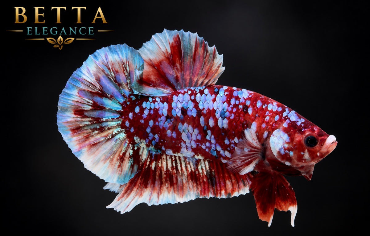 LIVE MALE BETTA / RED GALAXY KOI HMPK #ML1224