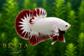 LIVE MALE BETTA / SNOW RED DRAGON HMPK #ML0864