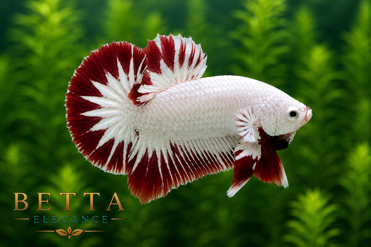 LIVE MALE BETTA / SNOW RED DRAGON HMPK #ML0864