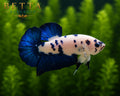 LIVE MALE BETTA / MARBLE BLUE RIM HMPK #ML0995