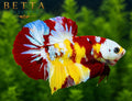 LIVE MALE BETTA / NEMO GALAXY WHITE MASK HMPK #ML1003