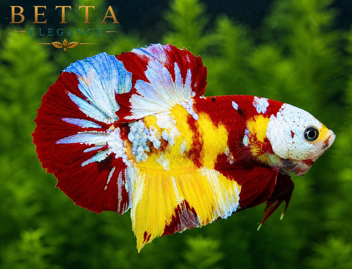LIVE MALE BETTA / NEMO GALAXY WHITE MASK HMPK #ML1003