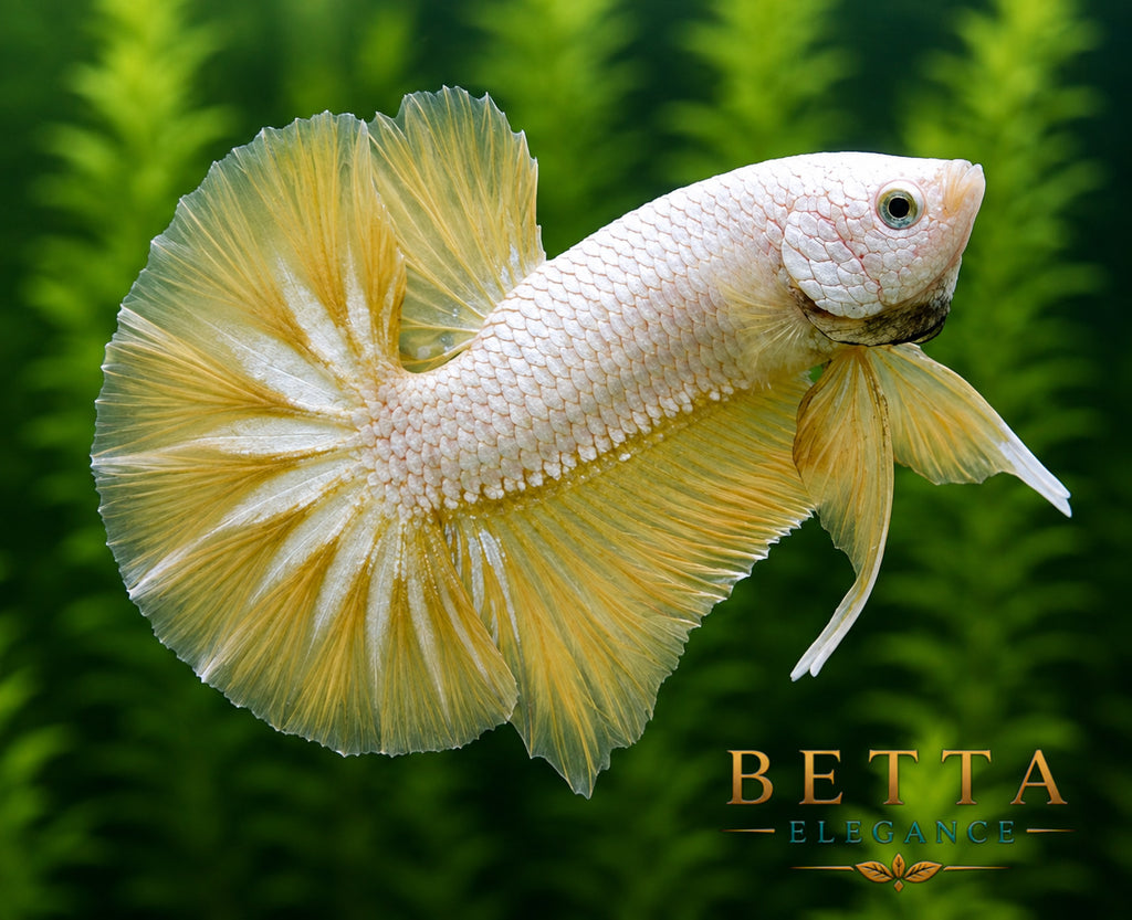 LIVE MALE BETTA / YELLOW DRAGON HMPK #ML0865