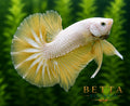 LIVE MALE BETTA / YELLOW DRAGON HMPK #ML0865