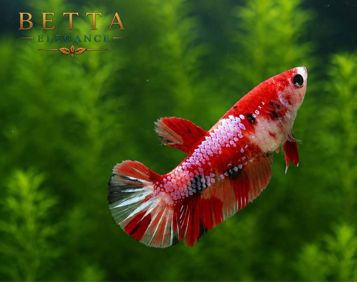 LIVE FEMALE BETTA / NEMO GALAXY HMPK #FM1100