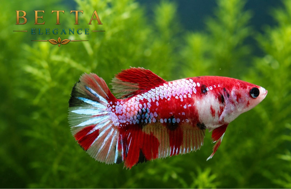 LIVE FEMALE BETTA / NEMO GALAXY HMPK #FM1100