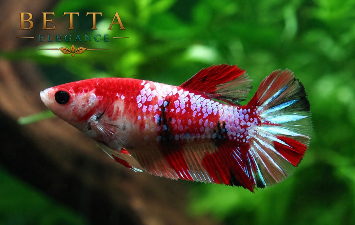 LIVE FEMALE BETTA / NEMO GALAXY HMPK #FM1100