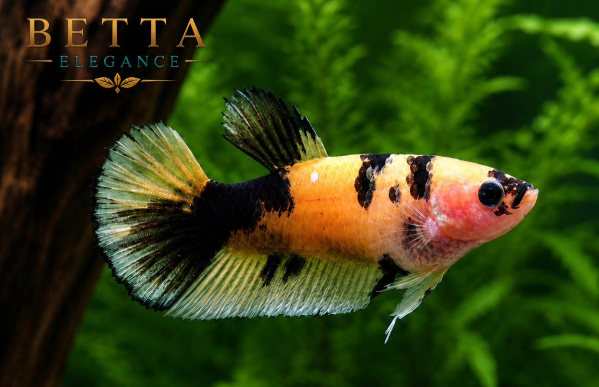 LIVE FEMALE BETTA / YELLOW FANCY HMPK #FM1101
