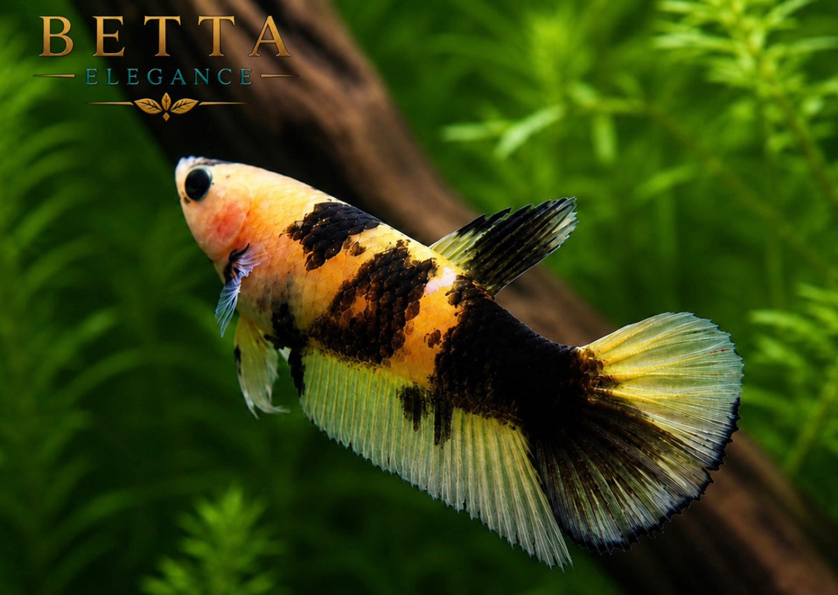 LIVE FEMALE BETTA / YELLOW FANCY HMPK #FM1101